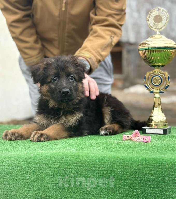 Собаки в Кургане: Немецкая овчарка длинношерстная щенок Девочка, 50 000 руб. - фото 1