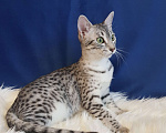 Кошки в Санкт-Петербурге: Кошечка редкой породы Египетская мау  Девочка, Бесплатно - фото 3