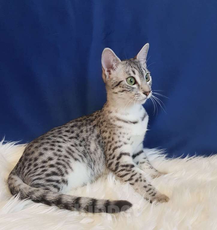 Кошки в Санкт-Петербурге: Кошечка редкой породы Египетская мау  Девочка, Бесплатно - фото 3