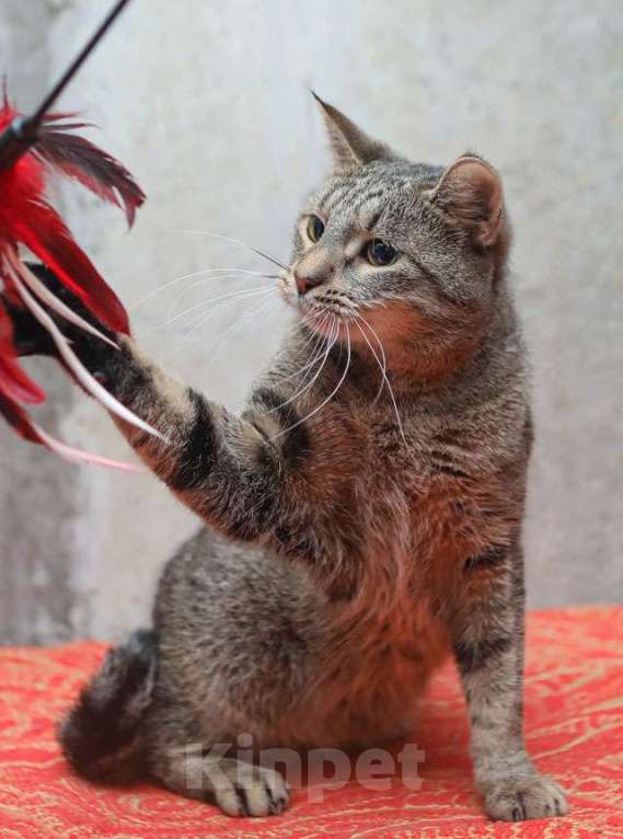 Кошки в Санкт-Петербурге: Ищет дом молодой тигровый котик Сема Мальчик, 10 руб. - фото 1