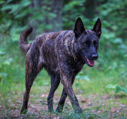 Голландская овчарка (хердер)