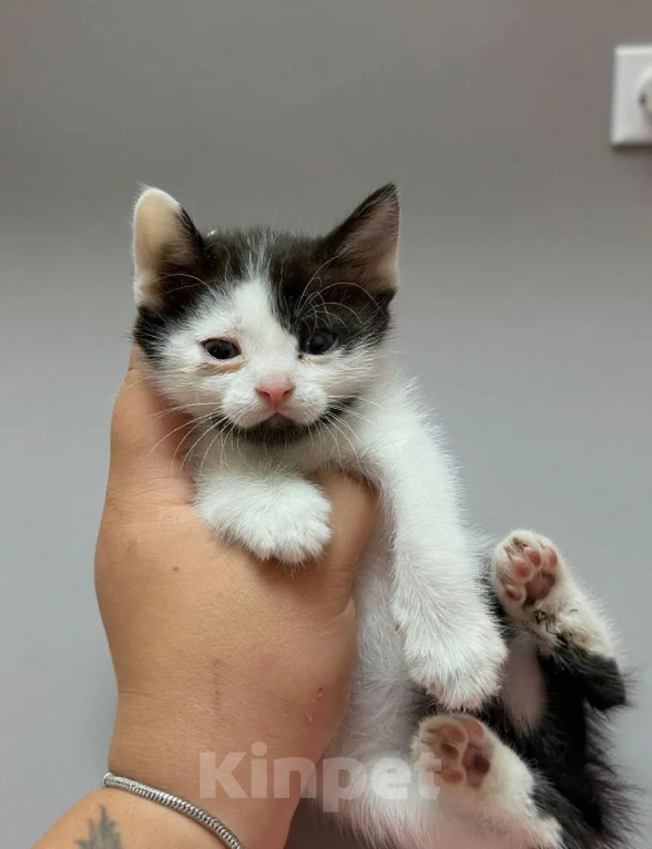 Кошки в Новочеркасске: Котенок в добрые руки Мальчик, Бесплатно - фото 1
