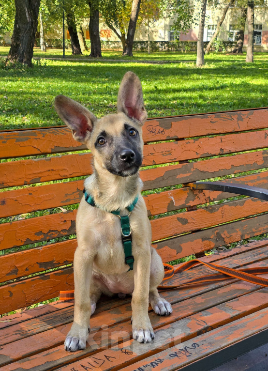 Собаки в Мытищах: Милая Шелби Девочка, Бесплатно - фото 3