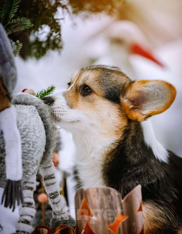 Собаки в Новосибирске: Вельш Корги Пемброк Динь-Динь Девочка, 65 000 руб. - фото 4