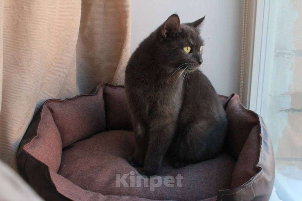 Кошки в Москве: МАЛЬВИНА — дымчатая кошечка с любящим сердцем 💙 Девочка, Бесплатно - фото 8