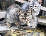 Кошки в Добрянке: Котёнок, Бесплатно - фото 3