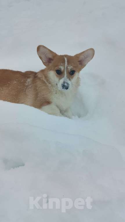 Собаки в Москве: Девочка сказка Вельш корги пемброк  Девочка, 55 000 руб. - фото 5