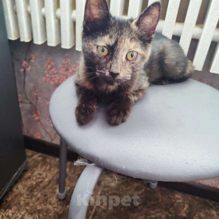 Кошки в Одинцово: котята и кошки приюта в поисках дома Мальчик, Бесплатно - фото 4