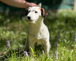 Собаки в Голицыно: Невероятная Девочка, 50 000 руб. - фото 7