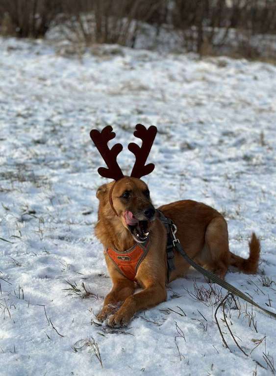 Собаки в Москве: Рыжее солнышко Мальчик, Бесплатно - фото 7