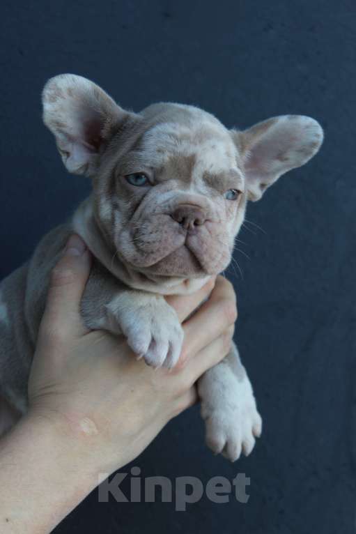 Собаки в Москве: Французский бульдог щенки Мальчик, 65 000 руб. - фото 1