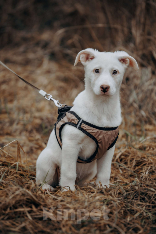 Собаки в Москве: белоснежная красотка в дар Девочка, Бесплатно - фото 2