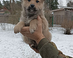 Собаки в Приозерске: Отдам в хорошие руки Девочка, Бесплатно - фото 2