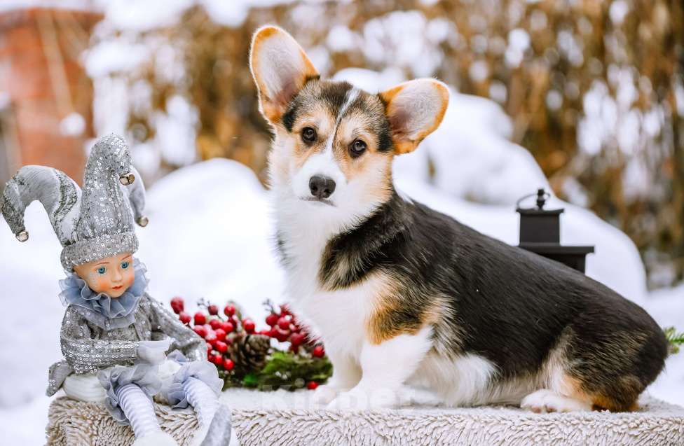 Собаки в Новосибирске: Вельш Корги Пемброк Динь-Динь Девочка, 65 000 руб. - фото 3