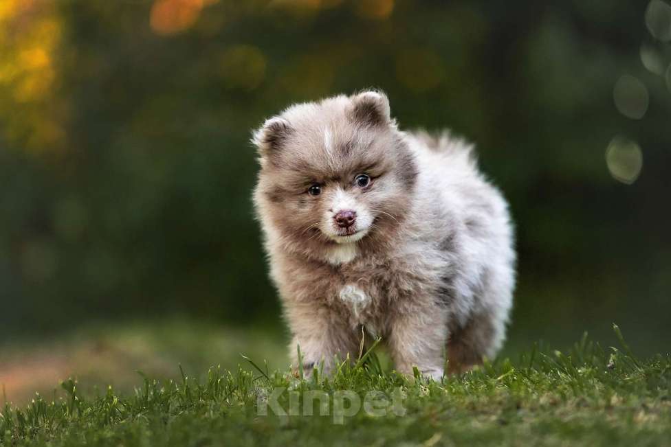 Собаки в Ярославле: Кобель шпиц мраморного окраса Мальчик, 40 000 руб. - фото 2