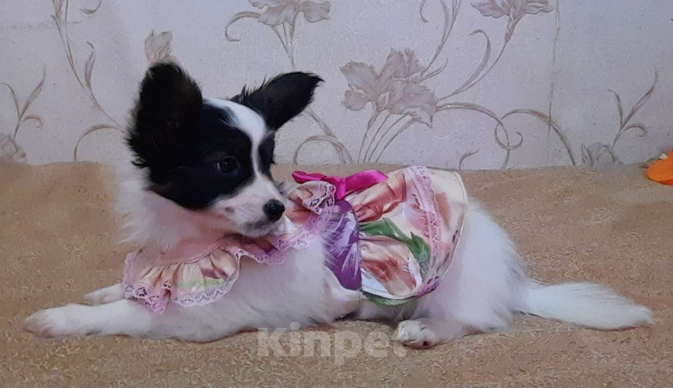 Собаки в Волгодонске: Скромница Белинда Девочка, 70 000 руб. - фото 2