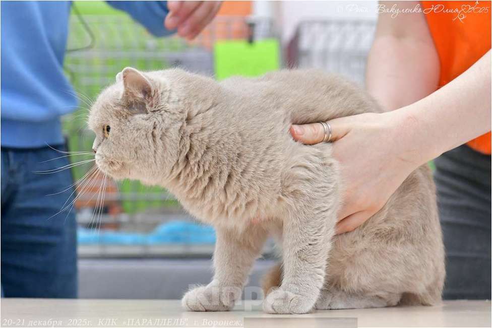 Кошки в Воронеже: Лиловая британская девочка  Девочка, 60 000 руб. - фото 3