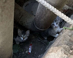 Кошки в Екатеринбурге: Котенок (1 месяц) ищем любящую семью  Мальчик, Бесплатно - фото 4