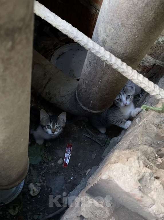 Кошки в Екатеринбурге: Котенок (1 месяц) ищем любящую семью  Мальчик, Бесплатно - фото 4