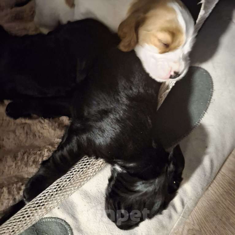 Собаки в Москве: Щенок девочка русский охотничий спаниель  чистокровный Девочка, 10 000 руб. - фото 9