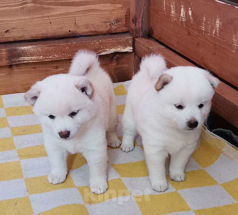 Собаки в Москве: Ми-ми-мишки Мальчик, 60 000 руб. - фото 6