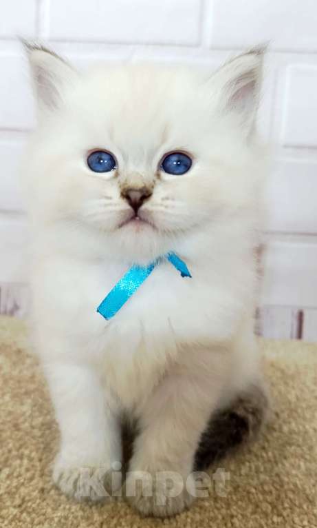 Кошки в других городах Ставропольского края: Гипоаллергенный котенок Мальчик, 40 000 руб. - фото 3