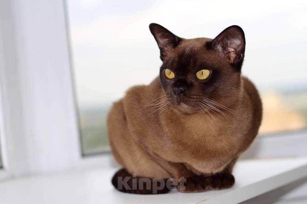 Кошки в Москве: Бурма - котята из питомника Мальчик, 90 000 руб. - фото 9