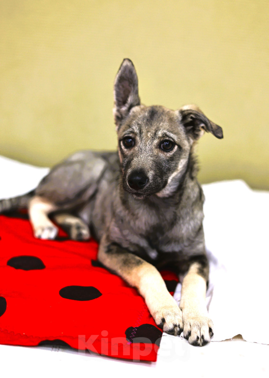 Собаки в Москве: Щенок бесплатно в Москве Девочка, Бесплатно - фото 7