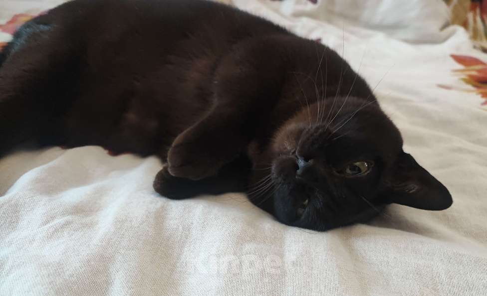 Кошки в Воронеже: Бурма в добрые руки Девочка, Бесплатно - фото 1