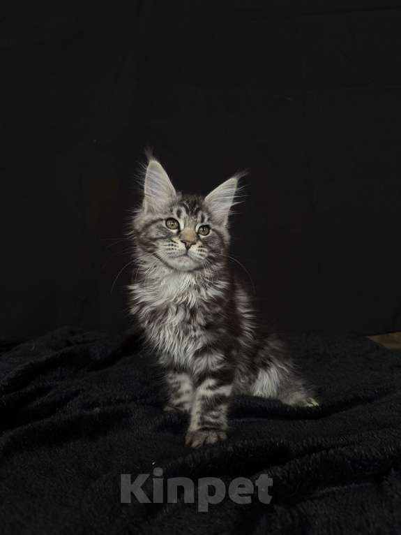 Кошки в Москве: Мейн-кун котенок Девочка, 60 000 руб. - фото 4