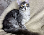 Кошки в Дмитрове: Черная серебристая мраморная девочка мейн кун Roberta Девочка, 30 000 руб. - фото 7