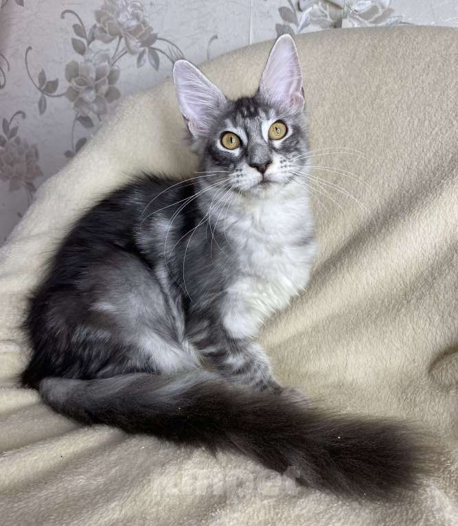 Кошки в Дмитрове: Черная серебристая мраморная девочка мейн кун Roberta Девочка, 30 000 руб. - фото 7