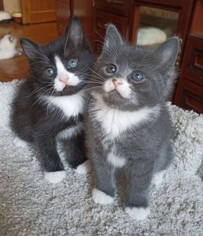 Кошки в Москве: Очаровашка черная с белым Девочка, 1 000 руб. - фото 2