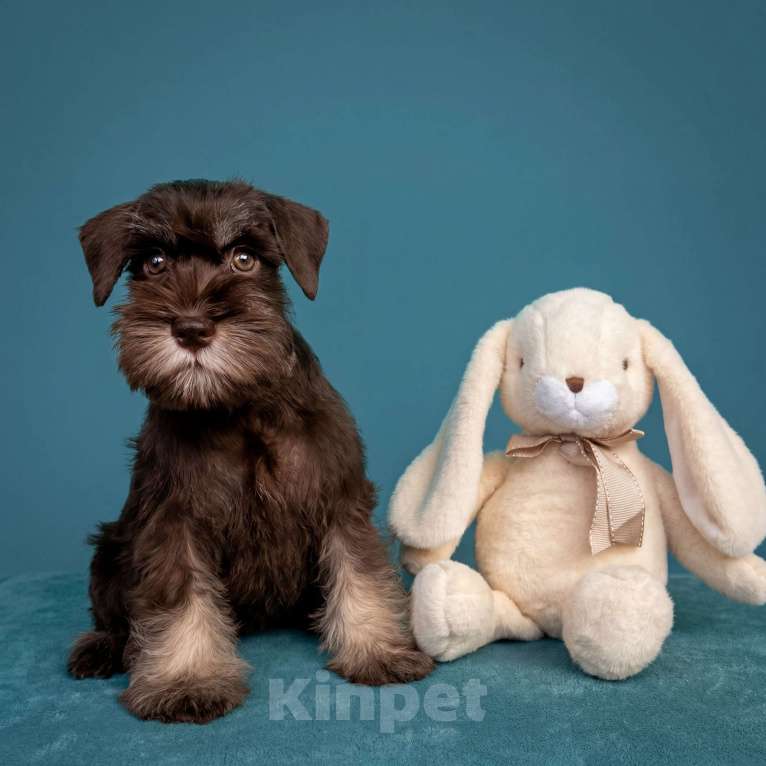 Собаки в Москве: Цвергшнауцеры шоколадки Девочка, Бесплатно - фото 3