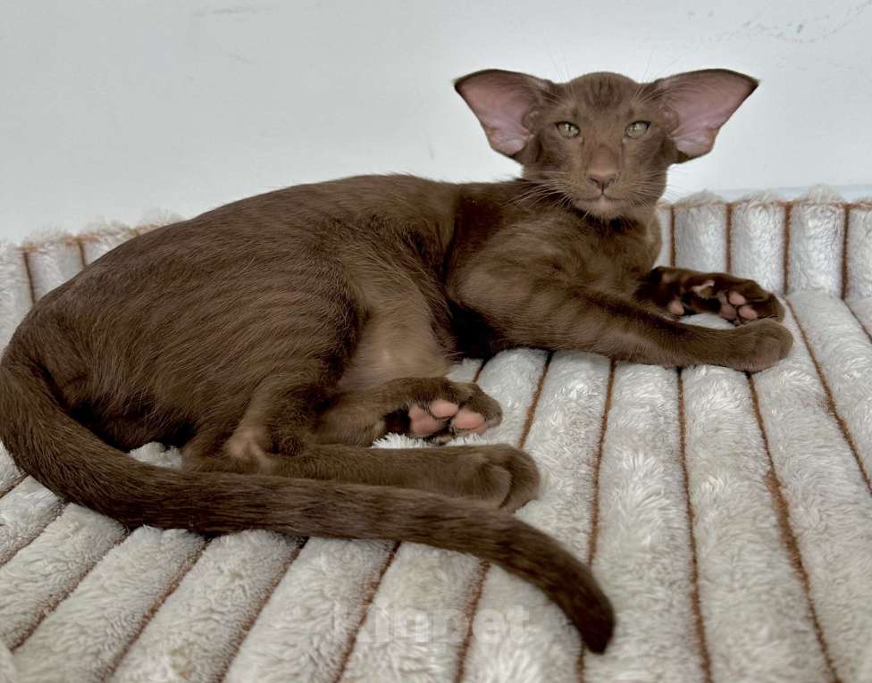 Кошки в Санкт-Петербурге: Шоколадная кошечка Девочка, Бесплатно - фото 4