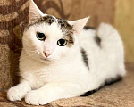 Кошки в Москве: Невезучий котик Сеня очень хочет стать домашним любимцем Мальчик, Бесплатно - фото 1