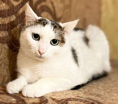 Объявление: Невезучий котик Сеня очень хочет стать домашним любимцем, Бесплатно, Москва