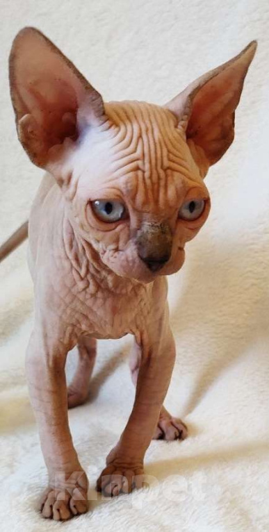 Кошки в Москве: Породный котёнок канадского сфинкса Мальчик, 40 000 руб. - фото 3