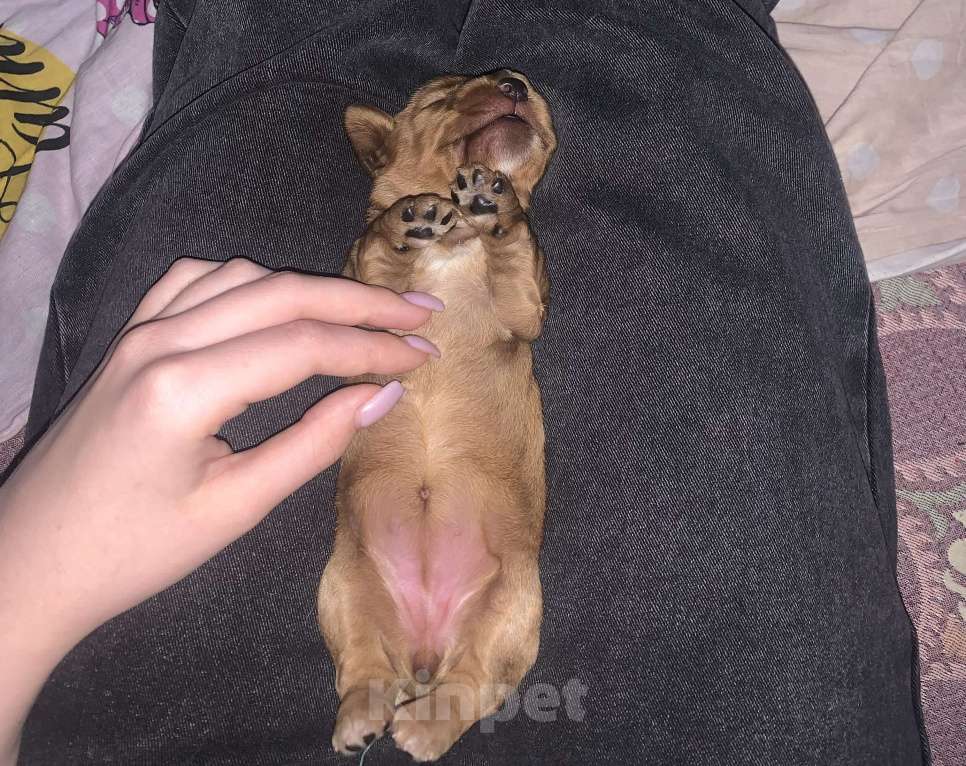 Собаки в Воскресенске: Девочка кокер спаниель  Девочка, 17 000 руб. - фото 10