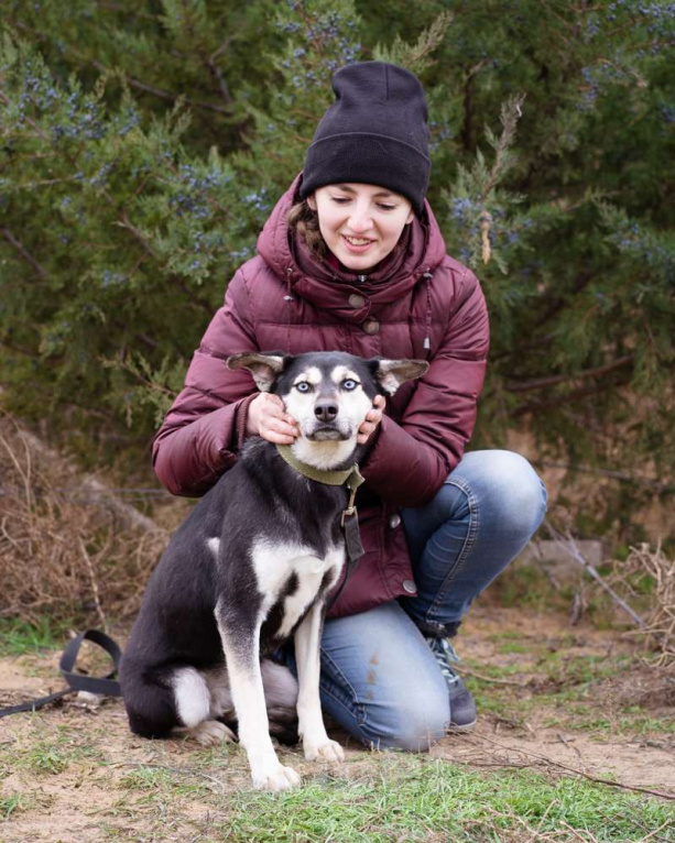 Собаки в Москве: Аляска, 1.5 года Девочка, Бесплатно - фото 7