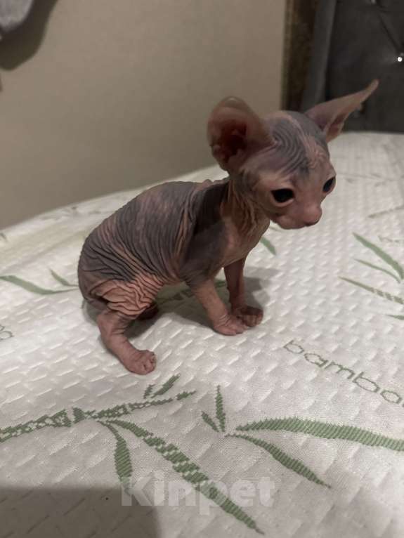 Кошки в Новосибирске: Канадский сфинкс девочка Девочка, 11 000 руб. - фото 5