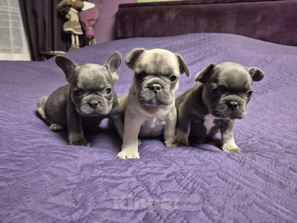 Собаки в Москве: Палево голубая девочка Девочка, 50 000 руб. - фото 2