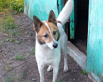Собаки в Омске: Тимоша ищет дом Мальчик, Бесплатно - фото 1