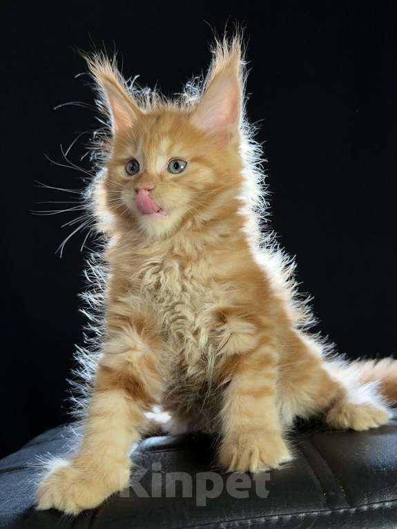 Кошки в Москве: Vasilisa Ventura-House.com Девочка, 100 000 руб. - фото 9