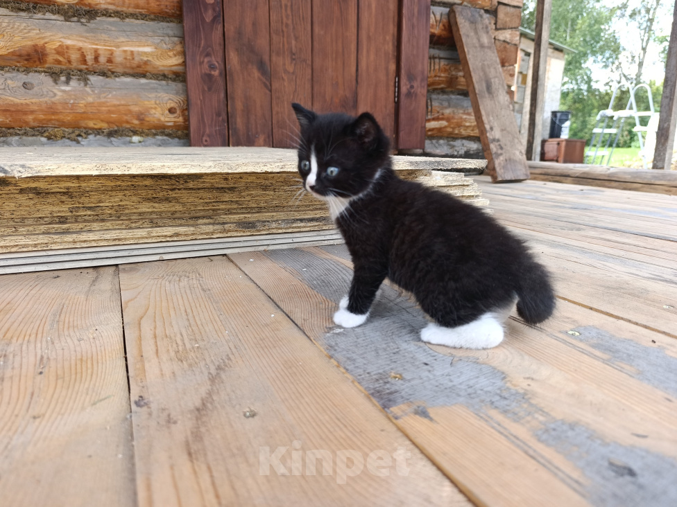 Кошки в Гурьевске: Отдам котят в добрые руки Девочка, Бесплатно - фото 1