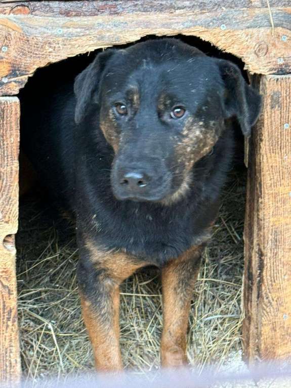 Собаки в Владимире: Метис немецкой овчарки и добермана Мальчик, Бесплатно - фото 1