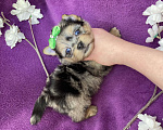 Собаки в Москве: Голубоглазый йорк мальчик мраморный Мальчик, 120 000 руб. - фото 8