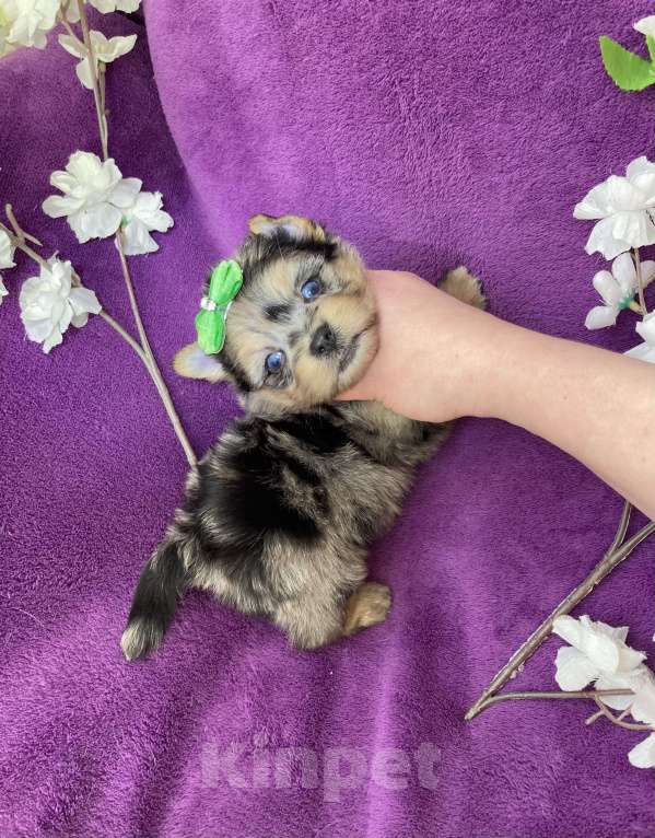 Собаки в Москве: Голубоглазый йорк мальчик мраморный Мальчик, 120 000 руб. - фото 8