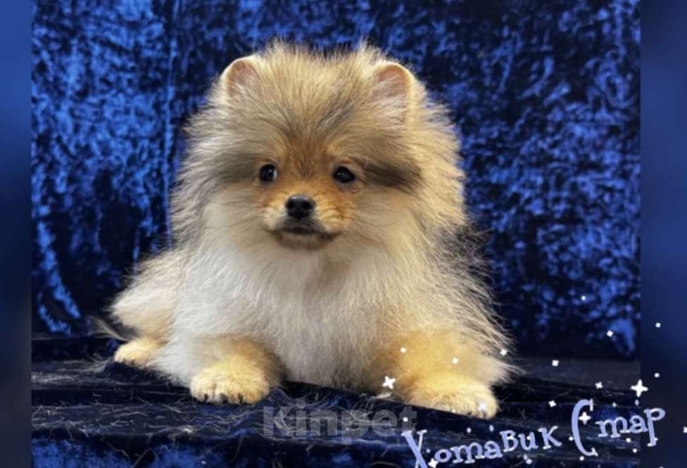 Собаки в Москве: Померанский мальчик Мальчик, Бесплатно - фото 1