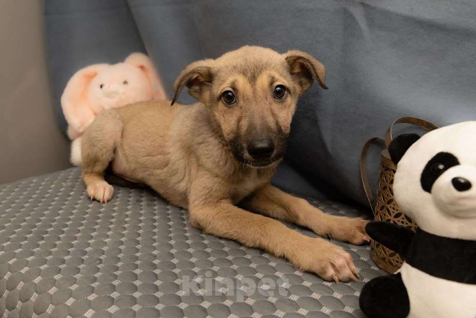 Собаки в Москве: Герда в добрые руки Девочка, Бесплатно - фото 4